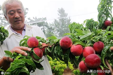 家裡種桃樹|如何種植桃樹：何時種植以及如何種植